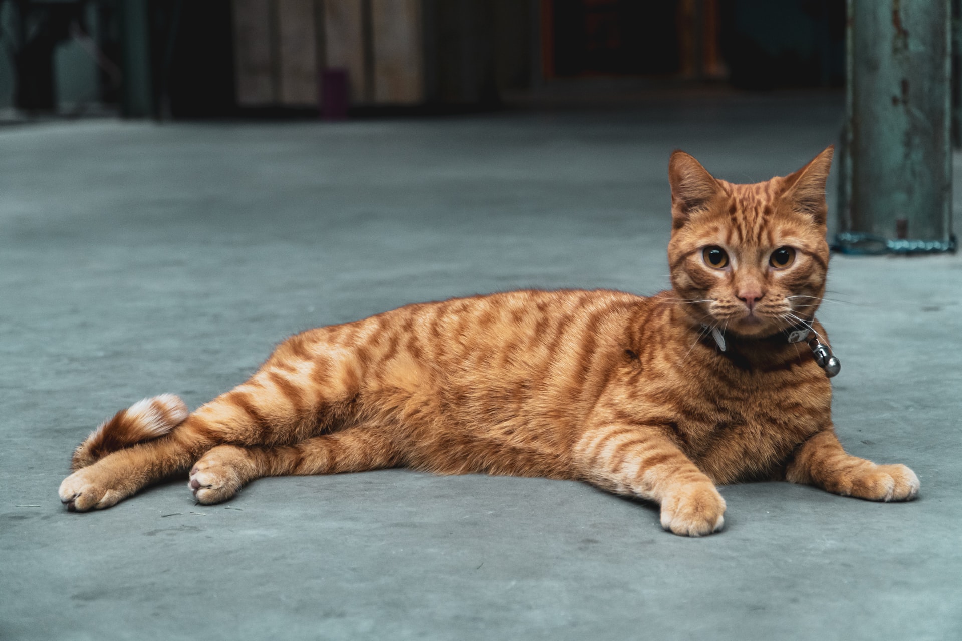 a cat laying down on the floor