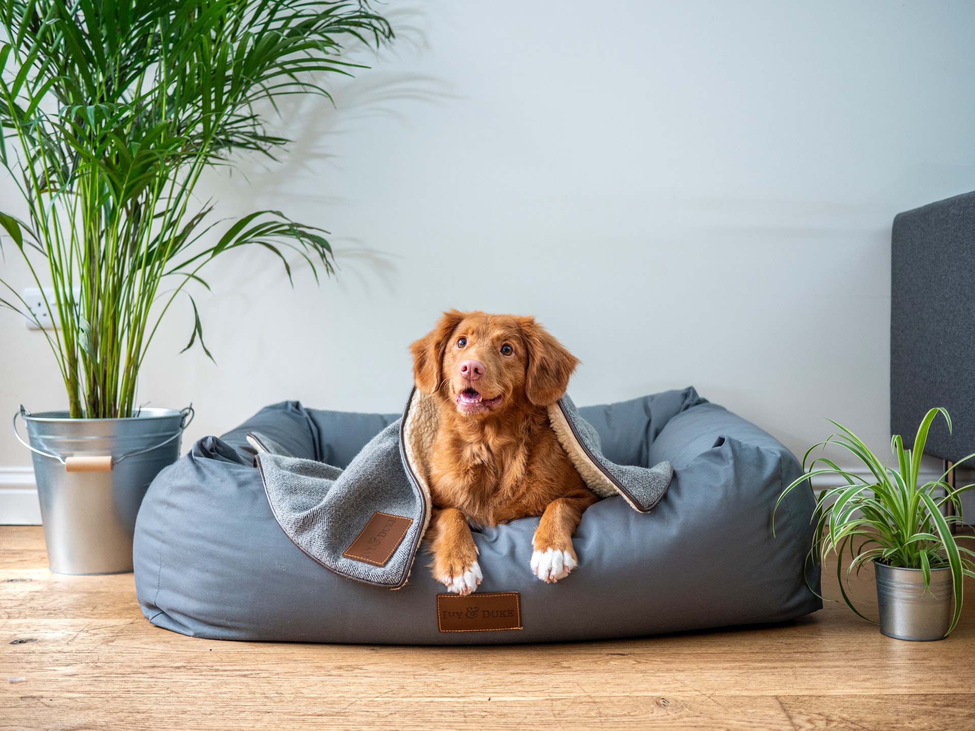 how-long-before-a-dog-goes-into-heat-after-having-puppies