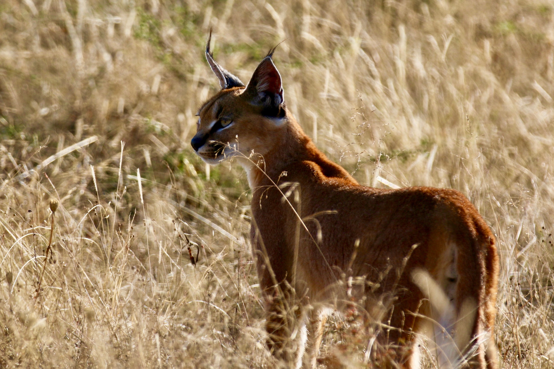 a small caracal is walking through tall grass