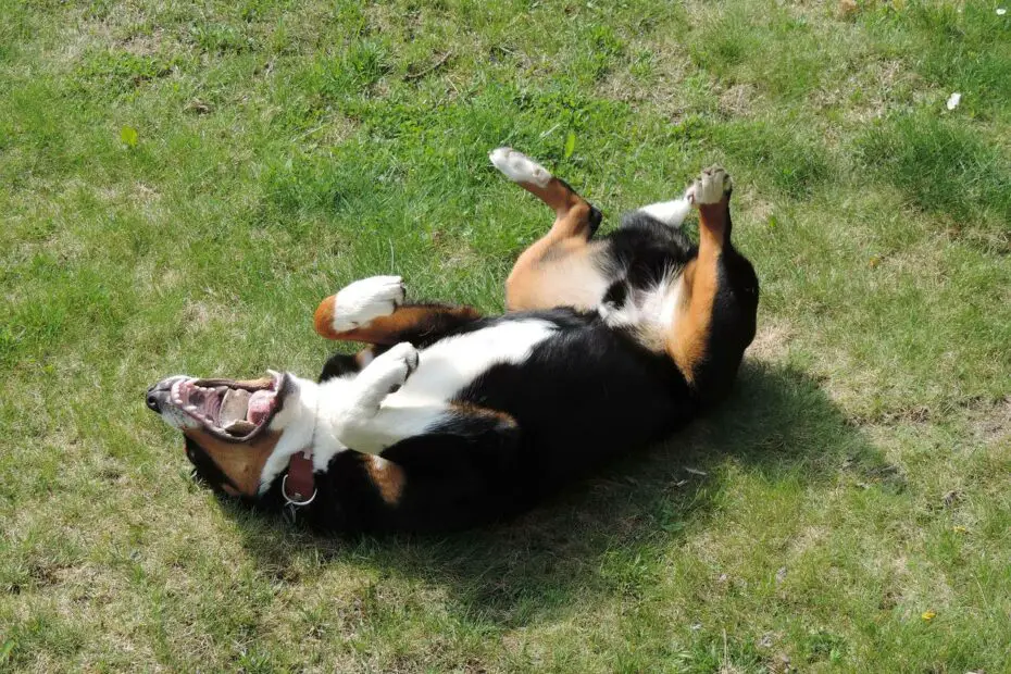 dog laying on his back and playing in the grass