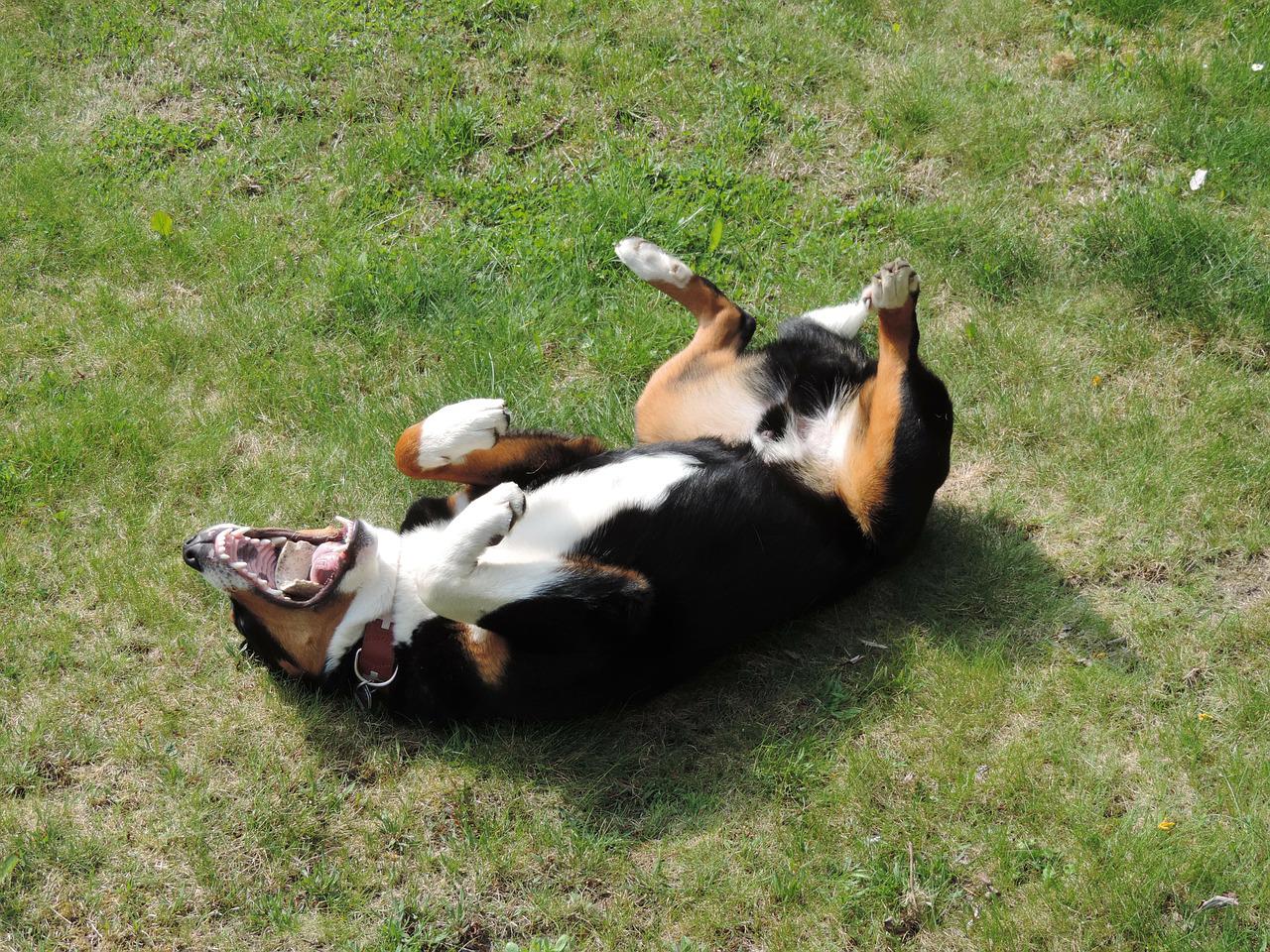 dog laying on his back and playing in the grass