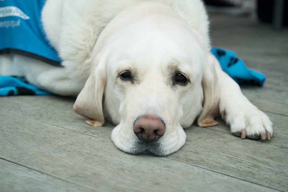 a white dog laying on the ground near a piece of cloth