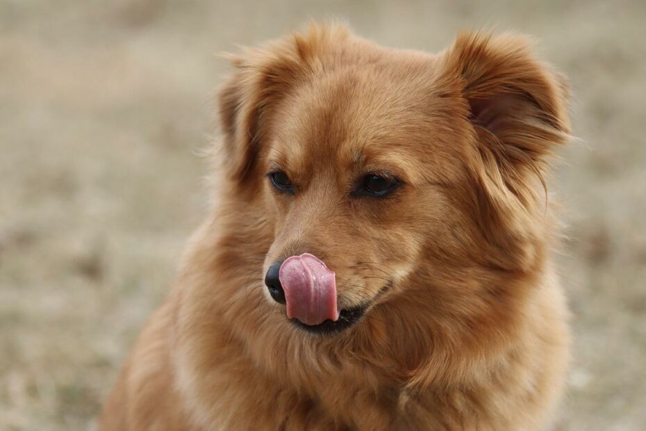 a brown dog sticking his tongue out in the middle of the field
