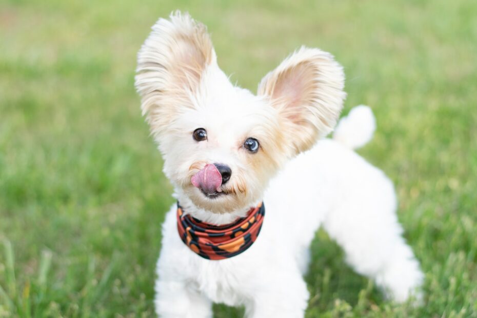 small white dog standing in grass wearing a bandana