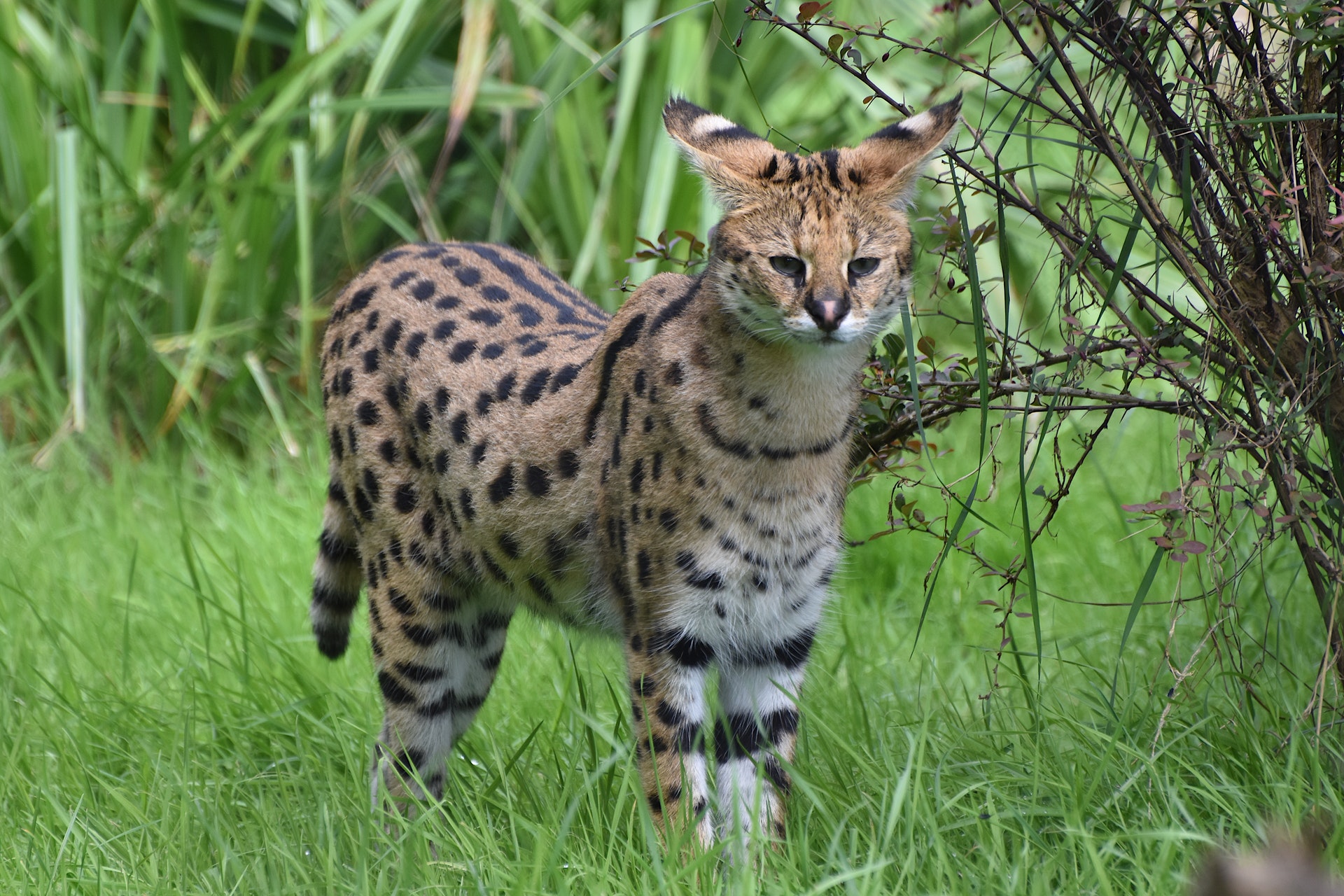 a small serval cat standing in tall grass near some bushes