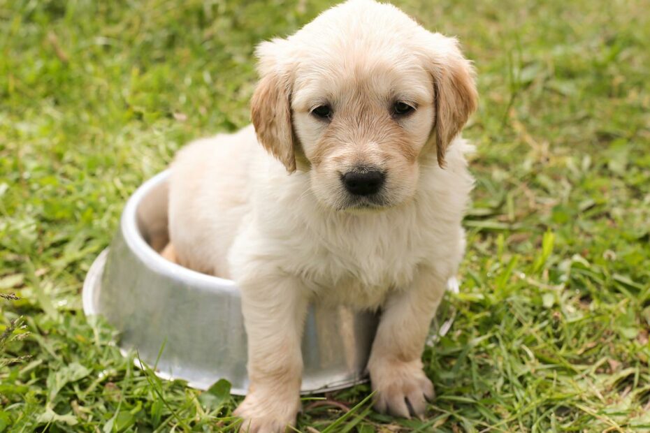 a dog is sitting in a small dog bowl