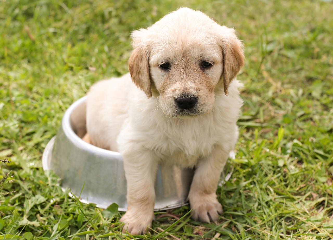 a dog is sitting in a small dog bowl