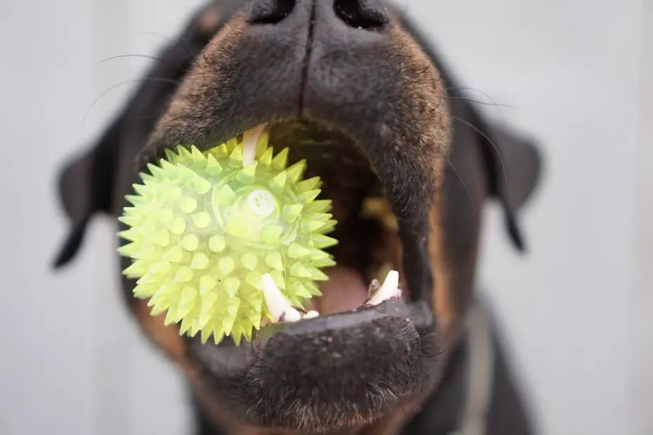 a close up of a dog chewing on a ball