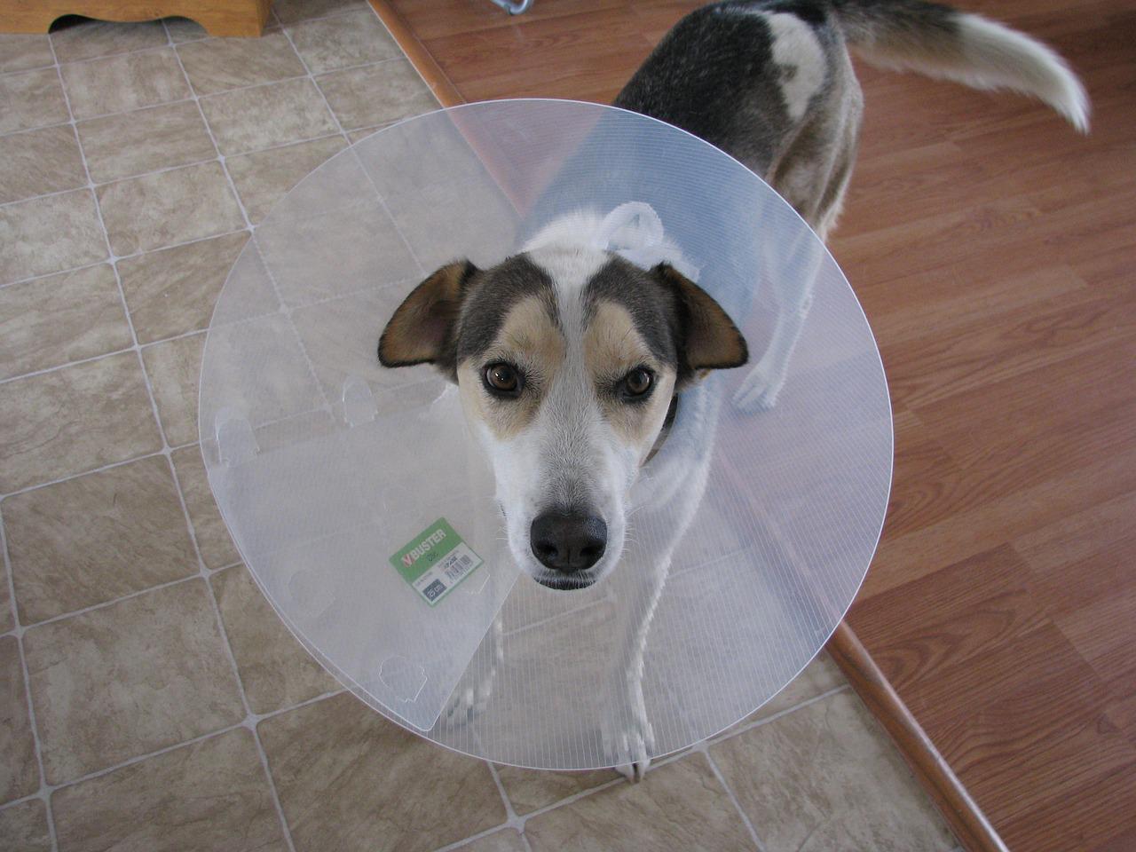 a dog with a plastic cone on his neck