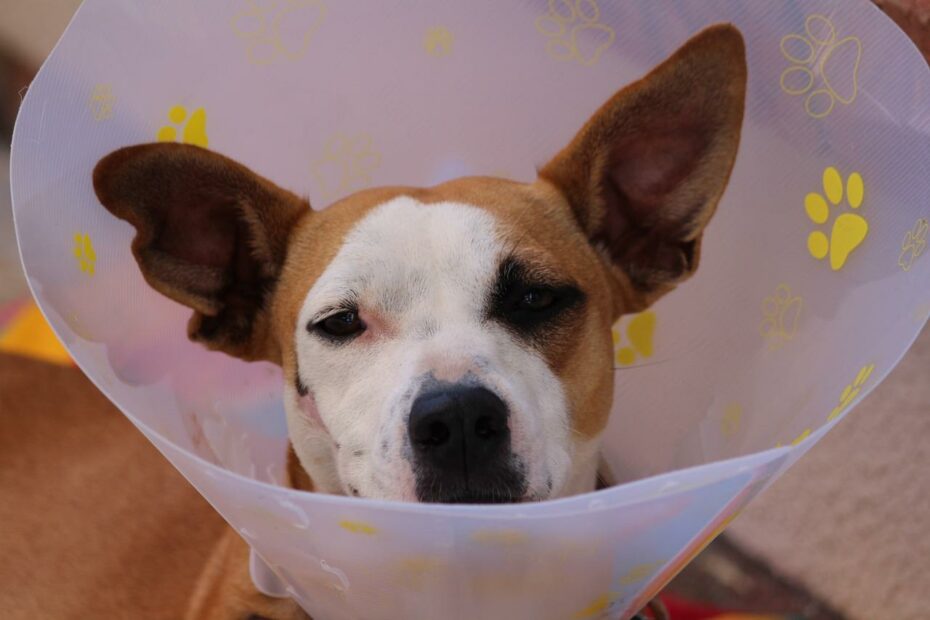 a dog wearing a cone on its head
