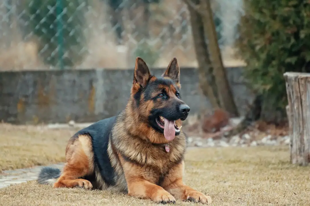 a large dog laying on the ground in a field