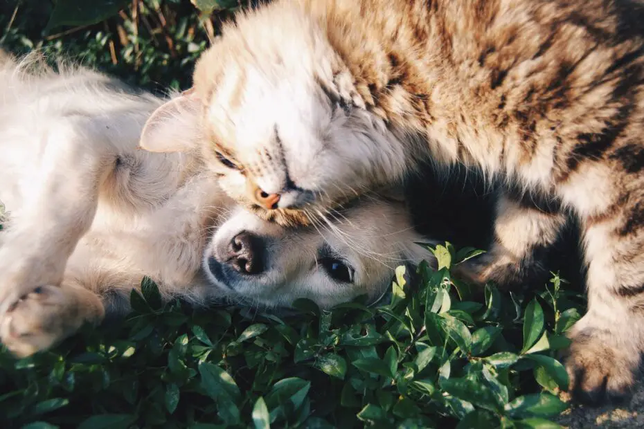 a cat sleeping with its head on a dog's back