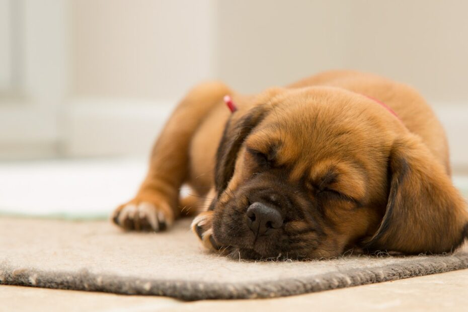 a brown dog sleeping on the floor
