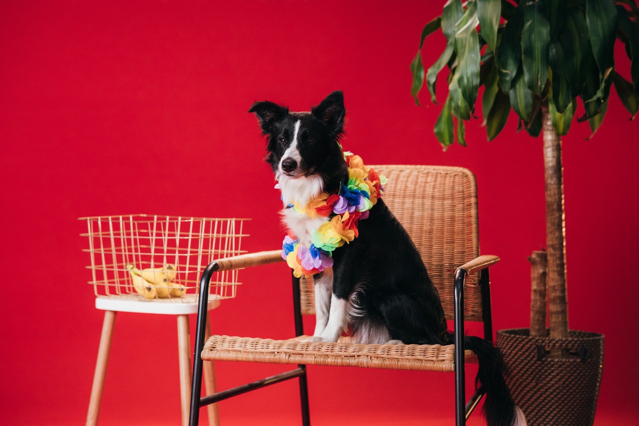 a dog wearing a flower collar sitting on a chair