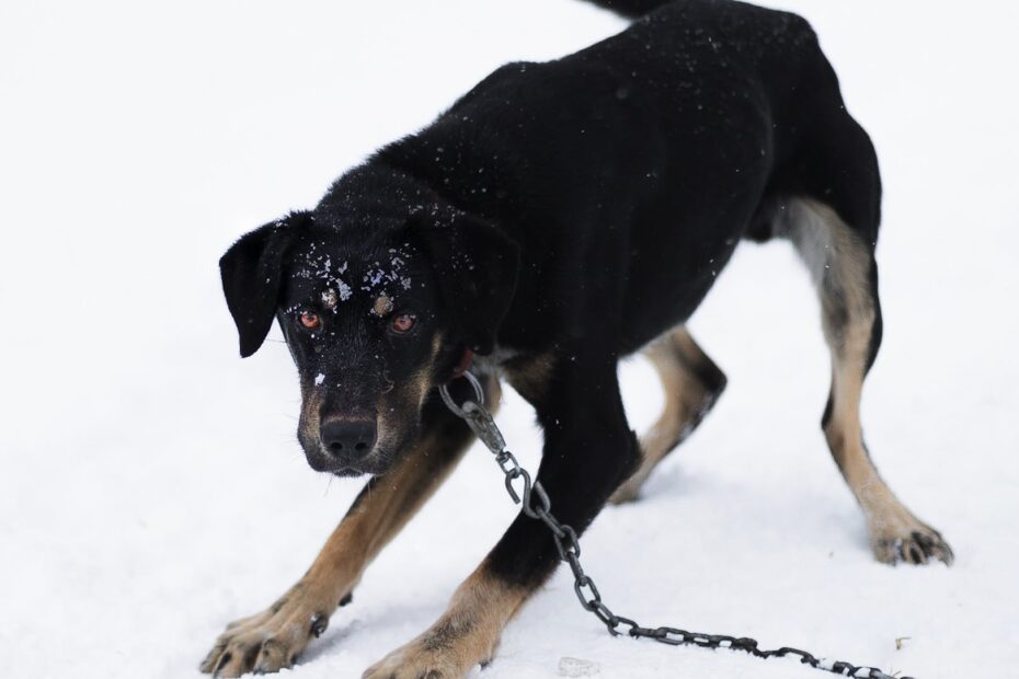 a black and brown dog standing on snow covered ground