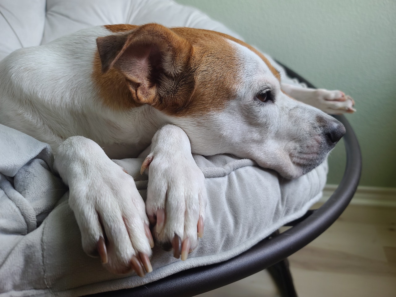 a brown and white dog with its paw resting on the cushion