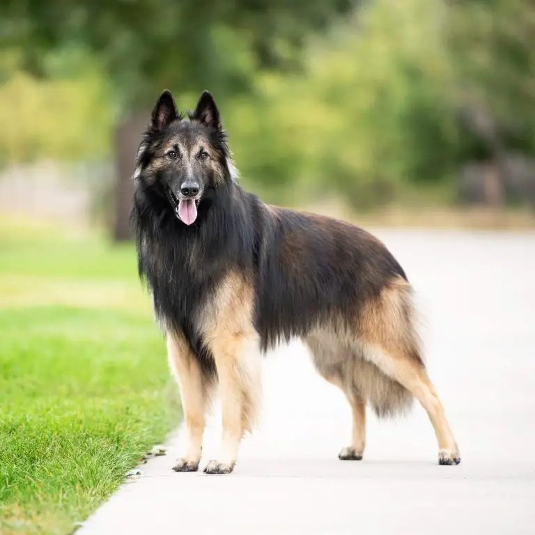 Belgian Tervuren – Dog Breed Information – Advice Paw