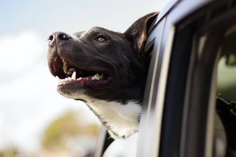 dog riding in a car